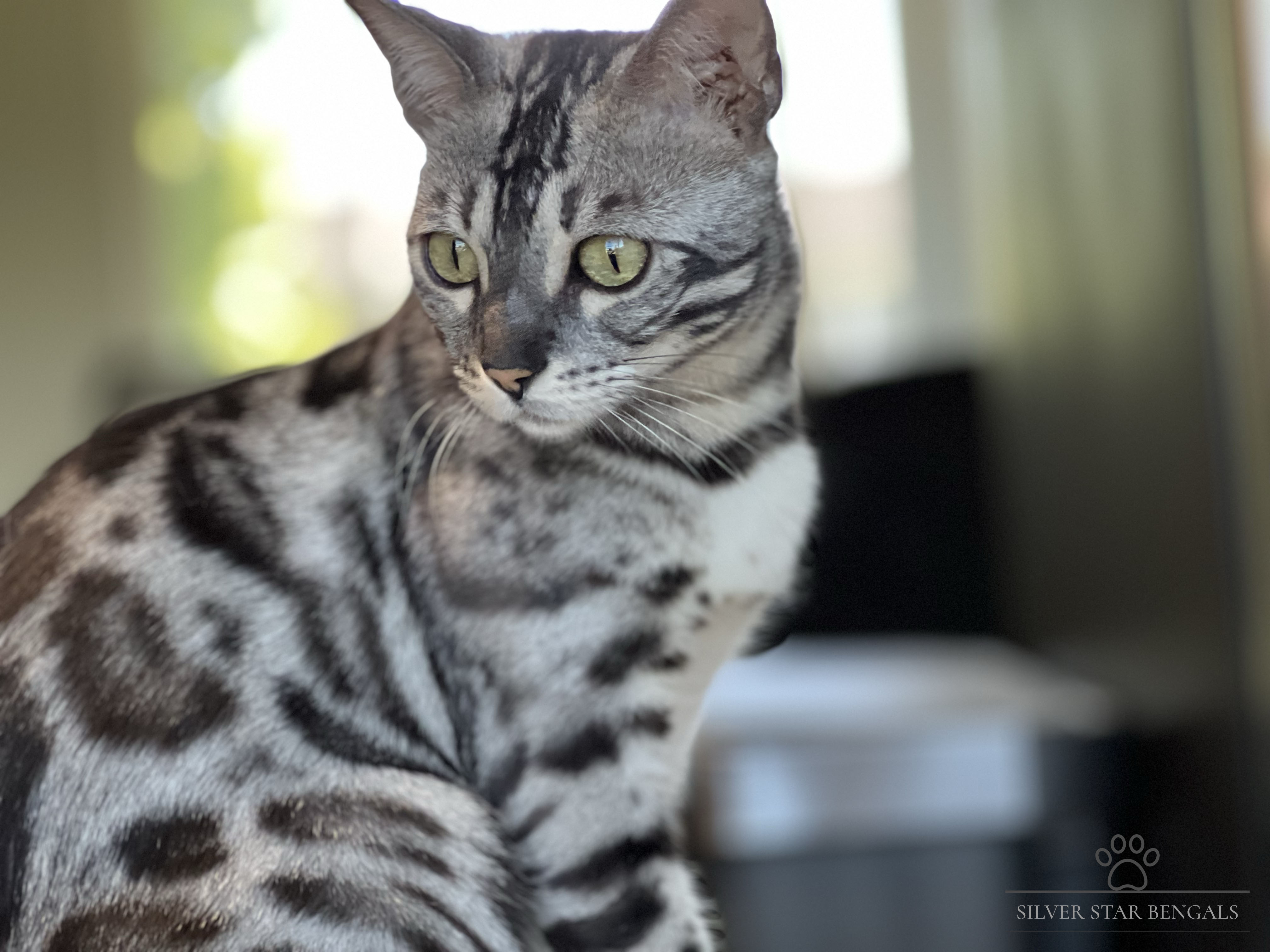 Bengal cat