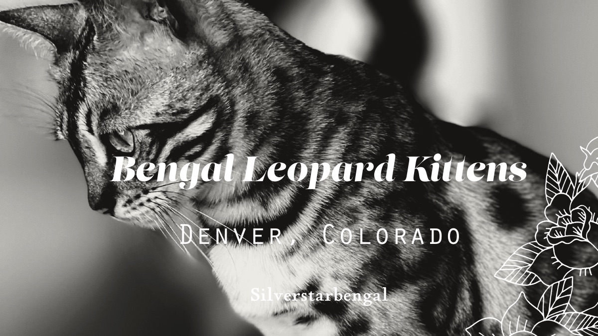 Bengal cat
