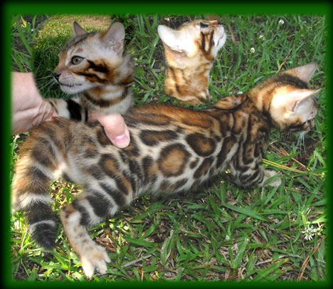 Cazpurr kitten in yard
