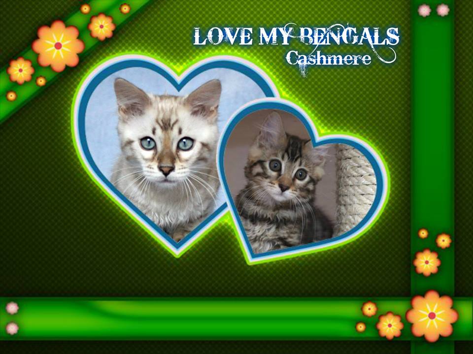 ANGELINO & LIZZY love my CASHMERES