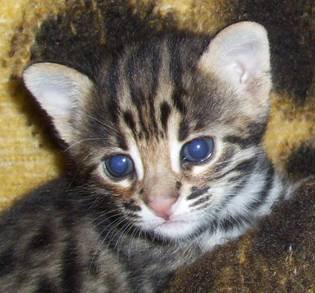 Kai Enna F1 Bengal
