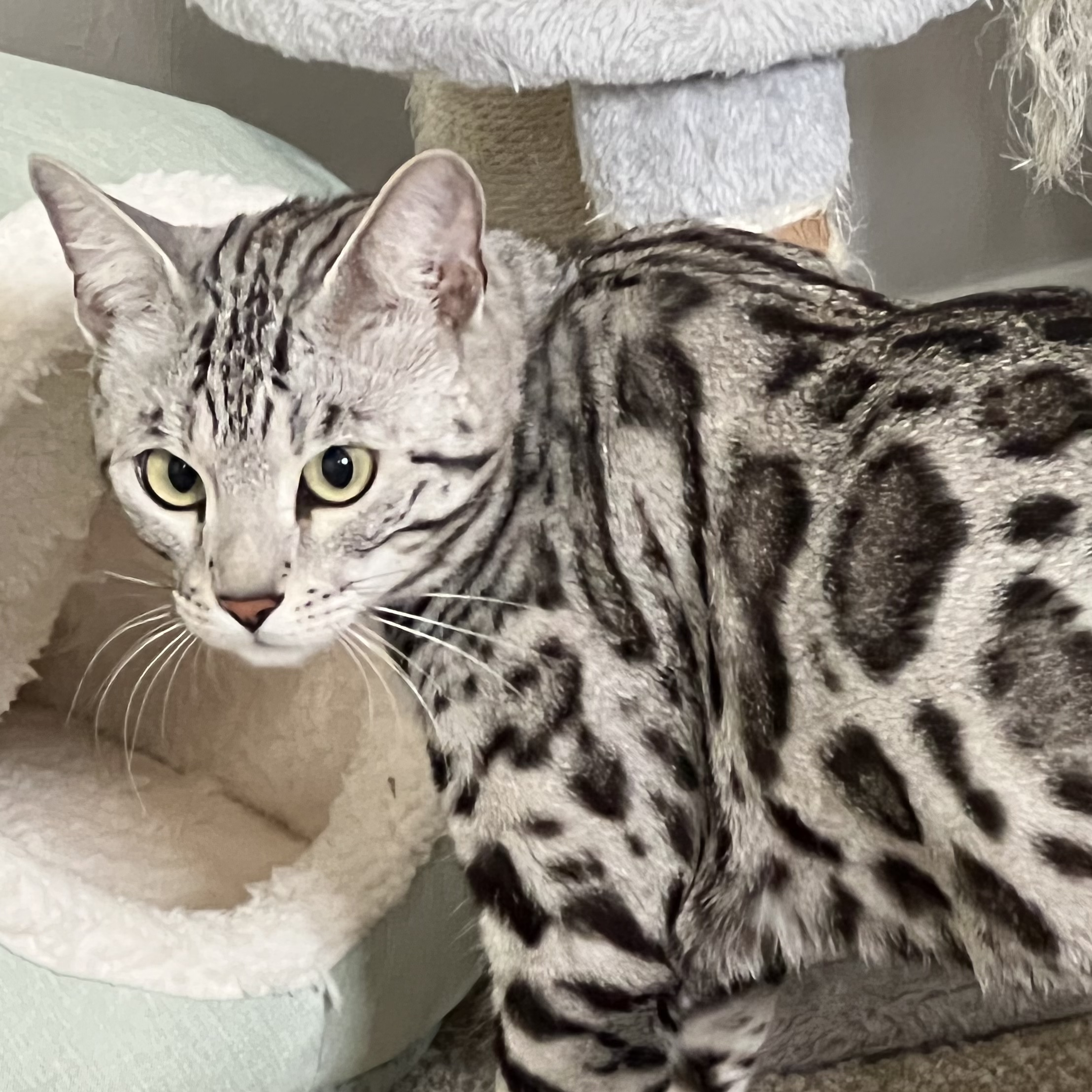 Bengal cat