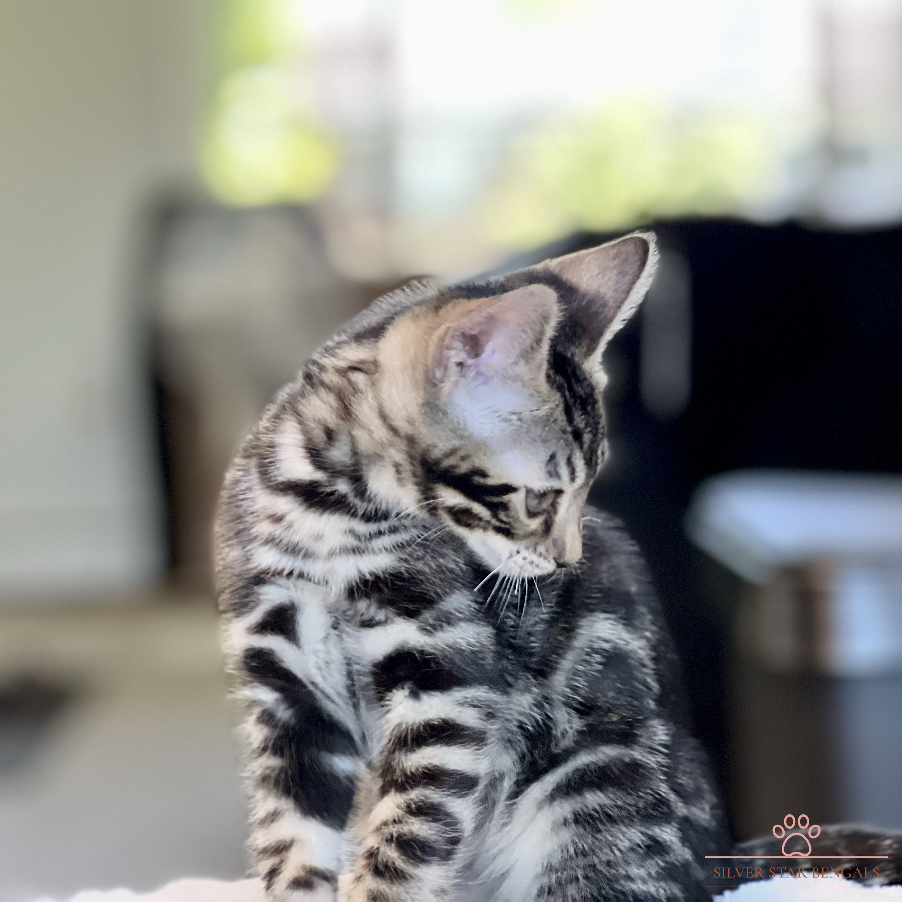Bengal cat