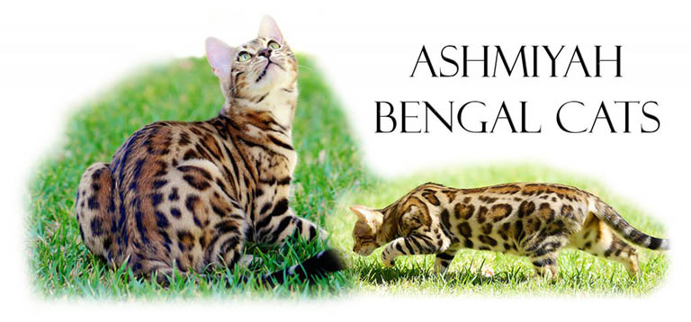 Ashmiyah Bengal Cats