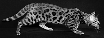 Bengal walking BW
