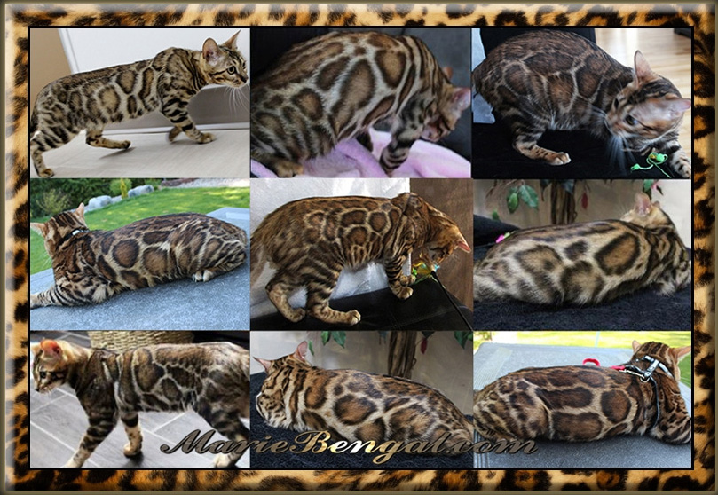 Marie Bengal