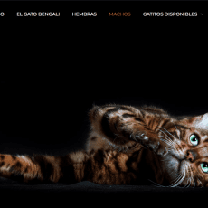 Lepardland Gato Bengali Aragorn