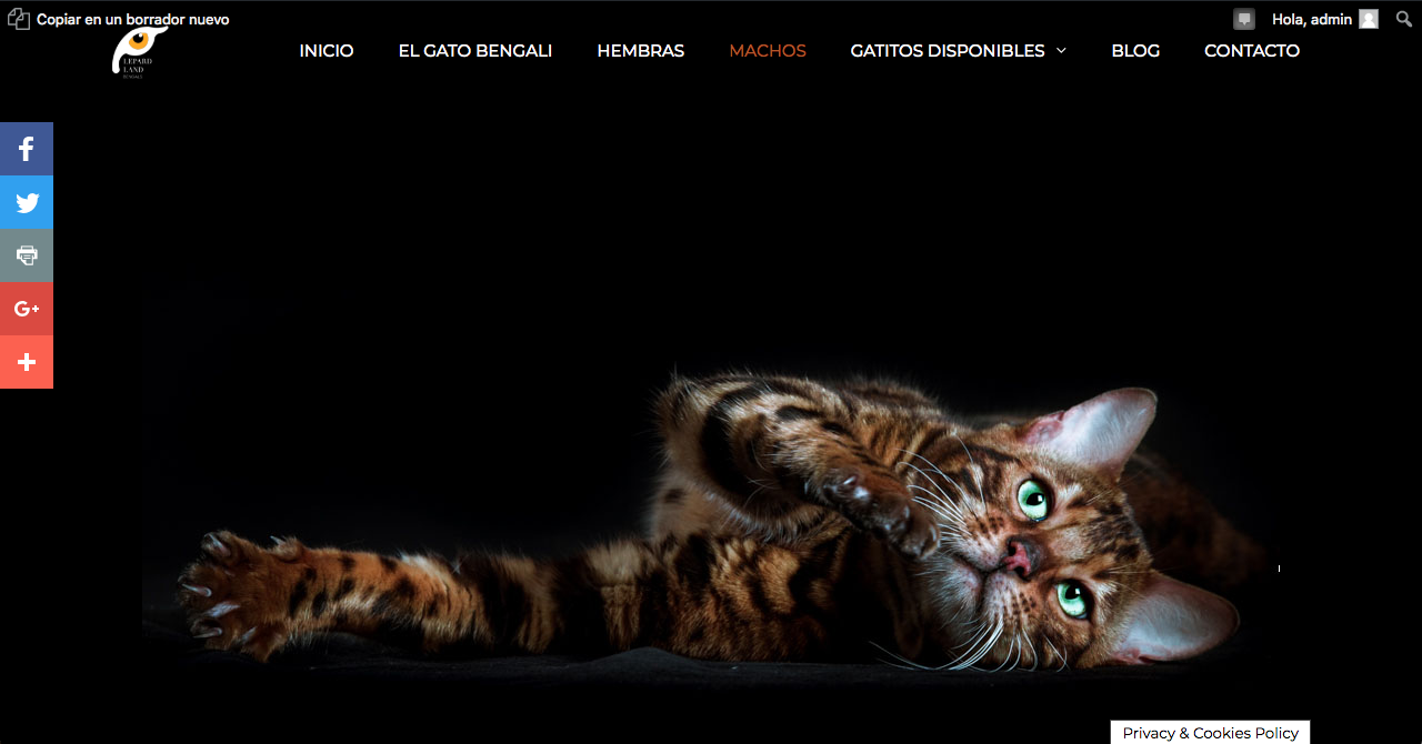 Lepardland Gato Bengali Aragorn