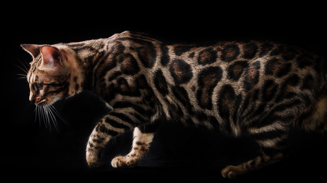 Lepardland Gato Bengali Indiana