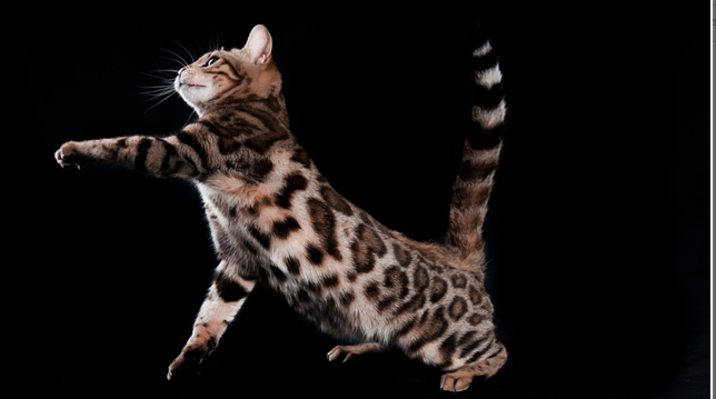 Lepardland Gato Bengali White Night