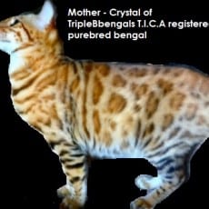 Crystal, Amber, Red, Queen