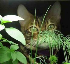 sniffing herbs