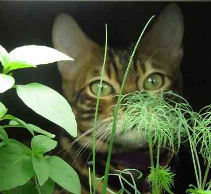 sniffing herbs