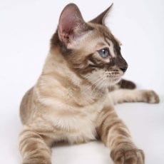 Charcoal Snow Mink Bengal