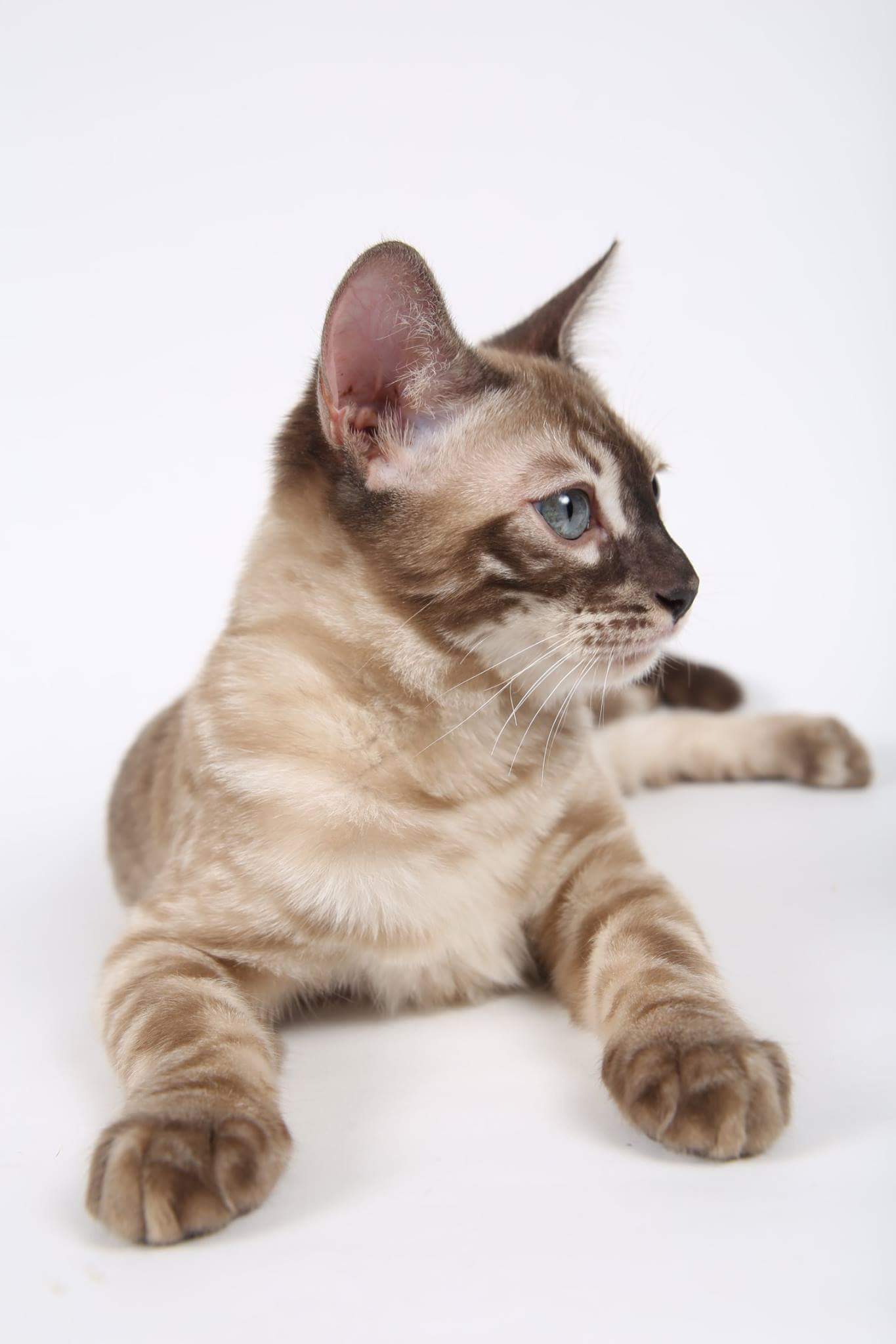 Charcoal Snow Mink Bengal