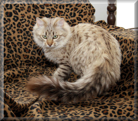 Longhair Bengal