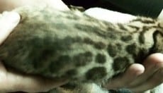 deep rich chocolate, cream and black bold markings