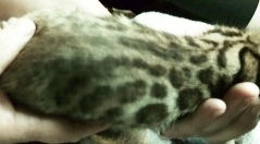 deep rich chocolate, cream and black bold markings