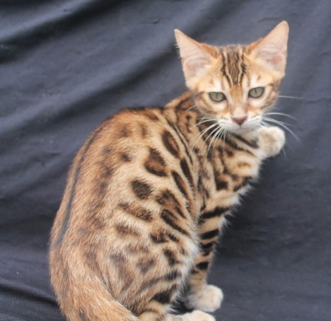 Available Rosetted female, DOB: 8-17-16, $900