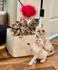 AVAILABLE KITTENS 1/04/2022 3 M 3 F