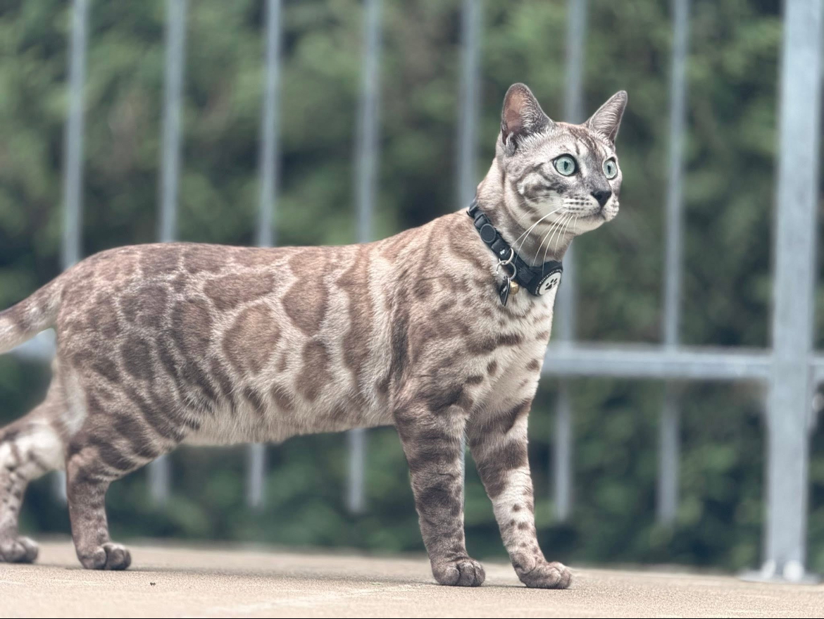 Silver Charcoal Snow Sepia Bengal Cat