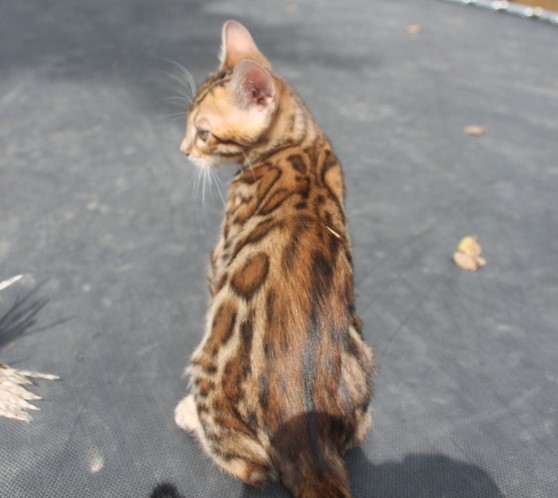 Leopard rosetted female 