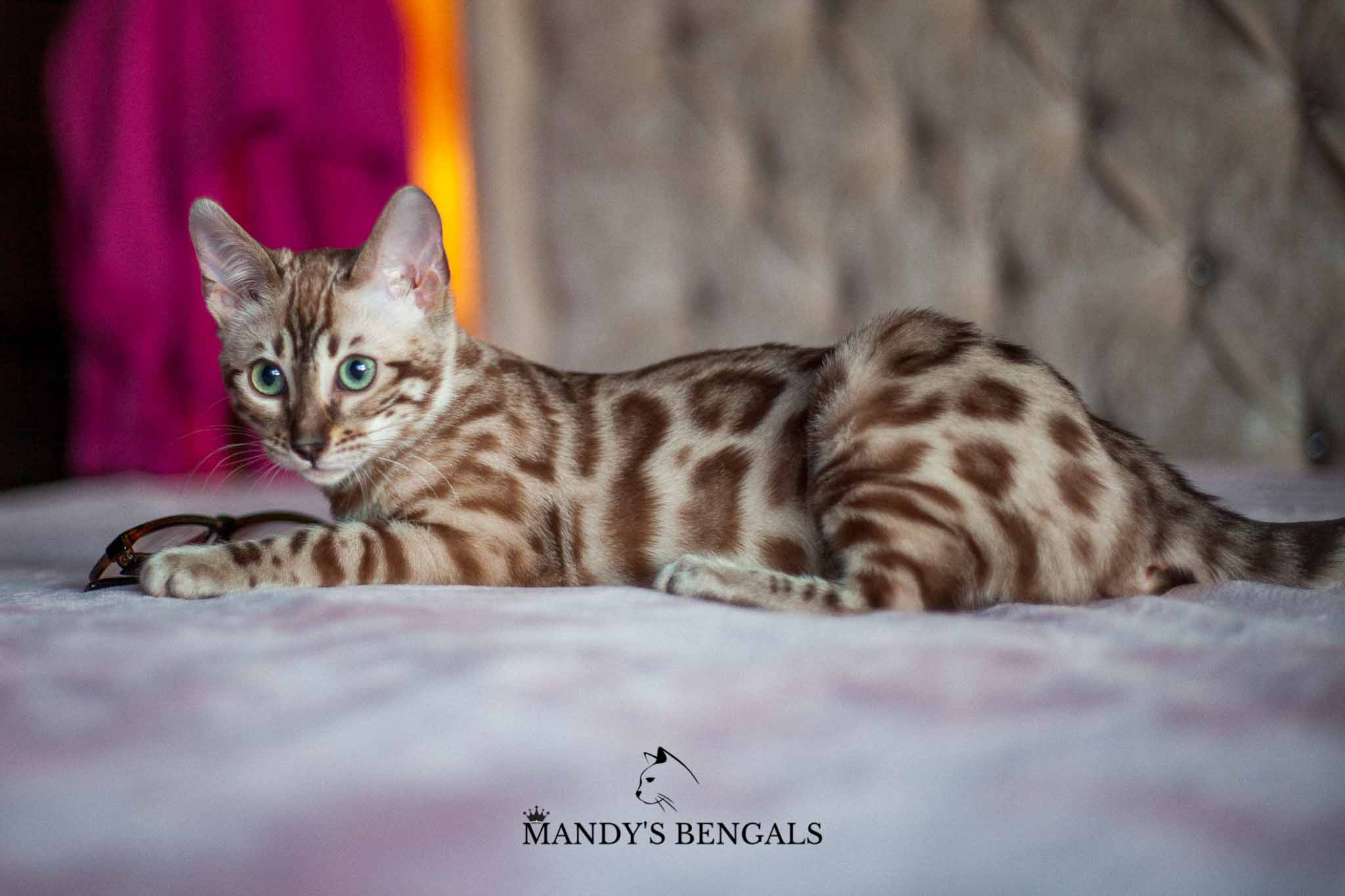 snow bengal, double charcoal, mandysbengals, seal mink