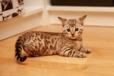snow bengal, seal mink, mandysbengals