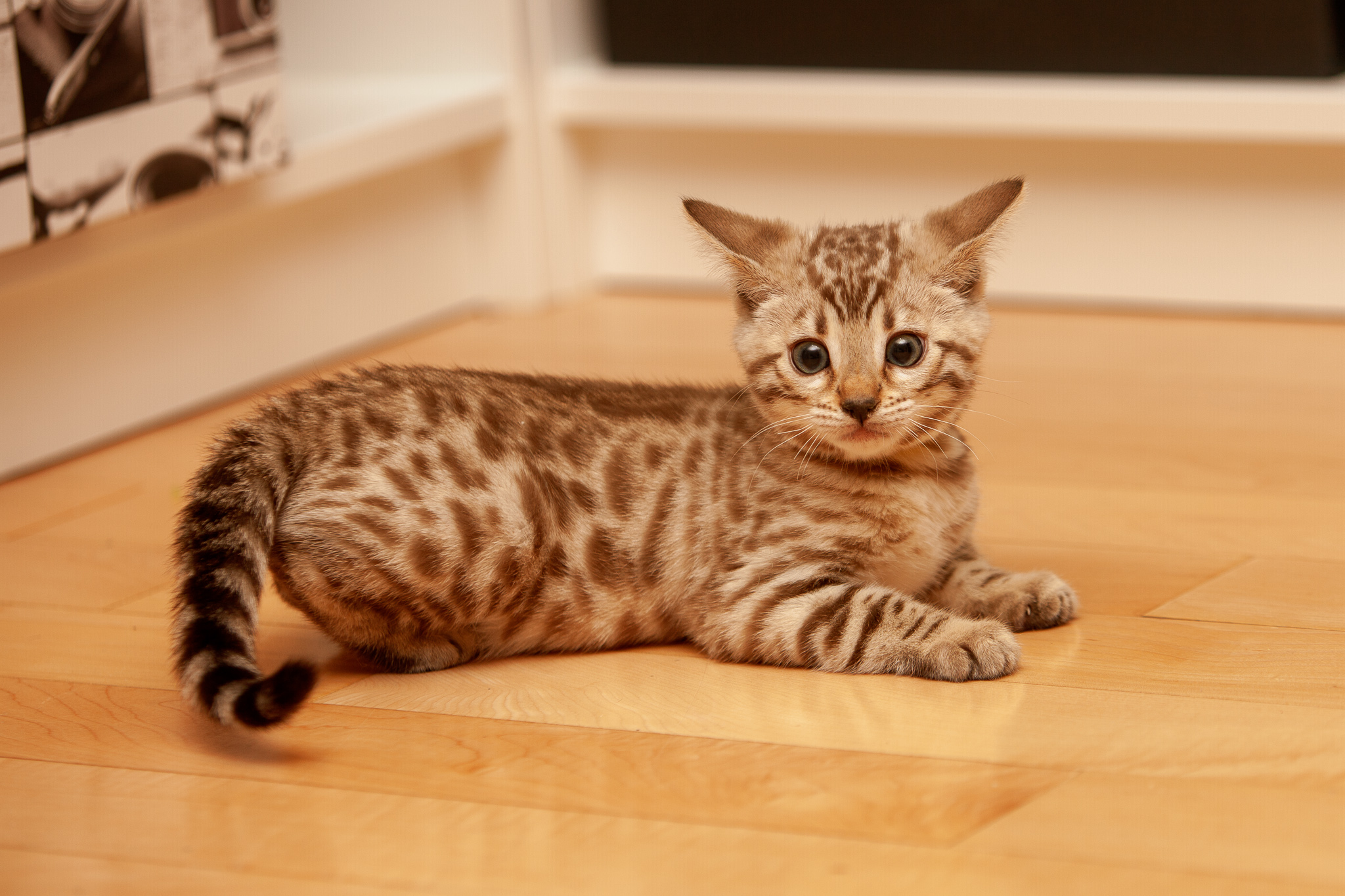 snow bengal, seal mink, mandysbengals