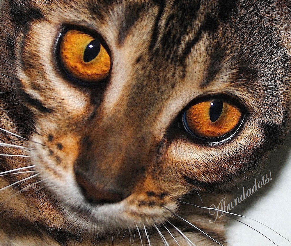 Copper eyes and wild faces