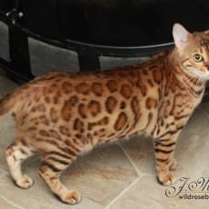 Persephone (Brown)