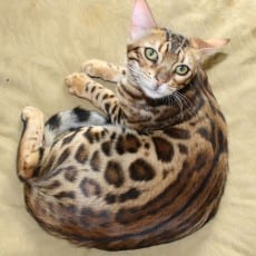 Queen Sahara