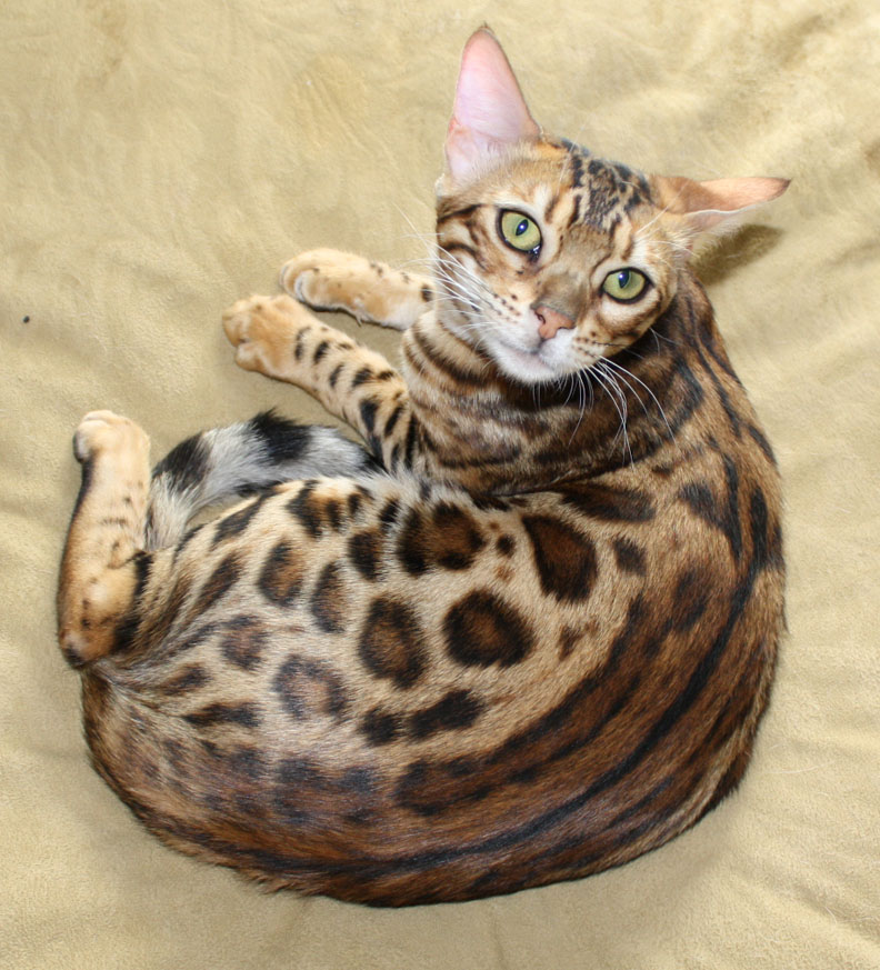 Queen Sahara