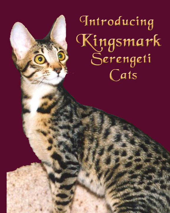 Serengeti Cat
