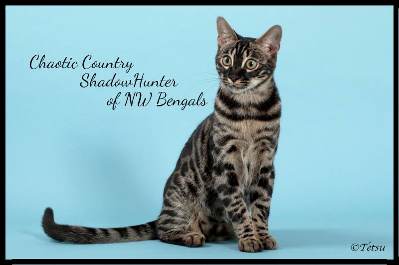 GRC. ChaoticCountry ShadowHunter of NW Bengalcats, Brown Charcoal Spotted