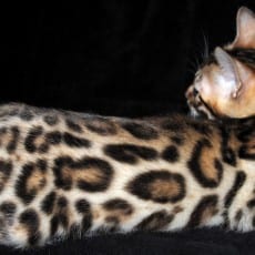 Ink Black outlined Leopard Bengals