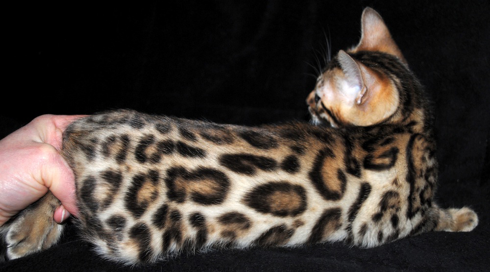 Ink Black outlined Leopard Bengals