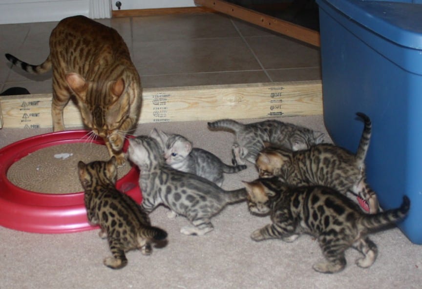 New Litter born 10/3/2014