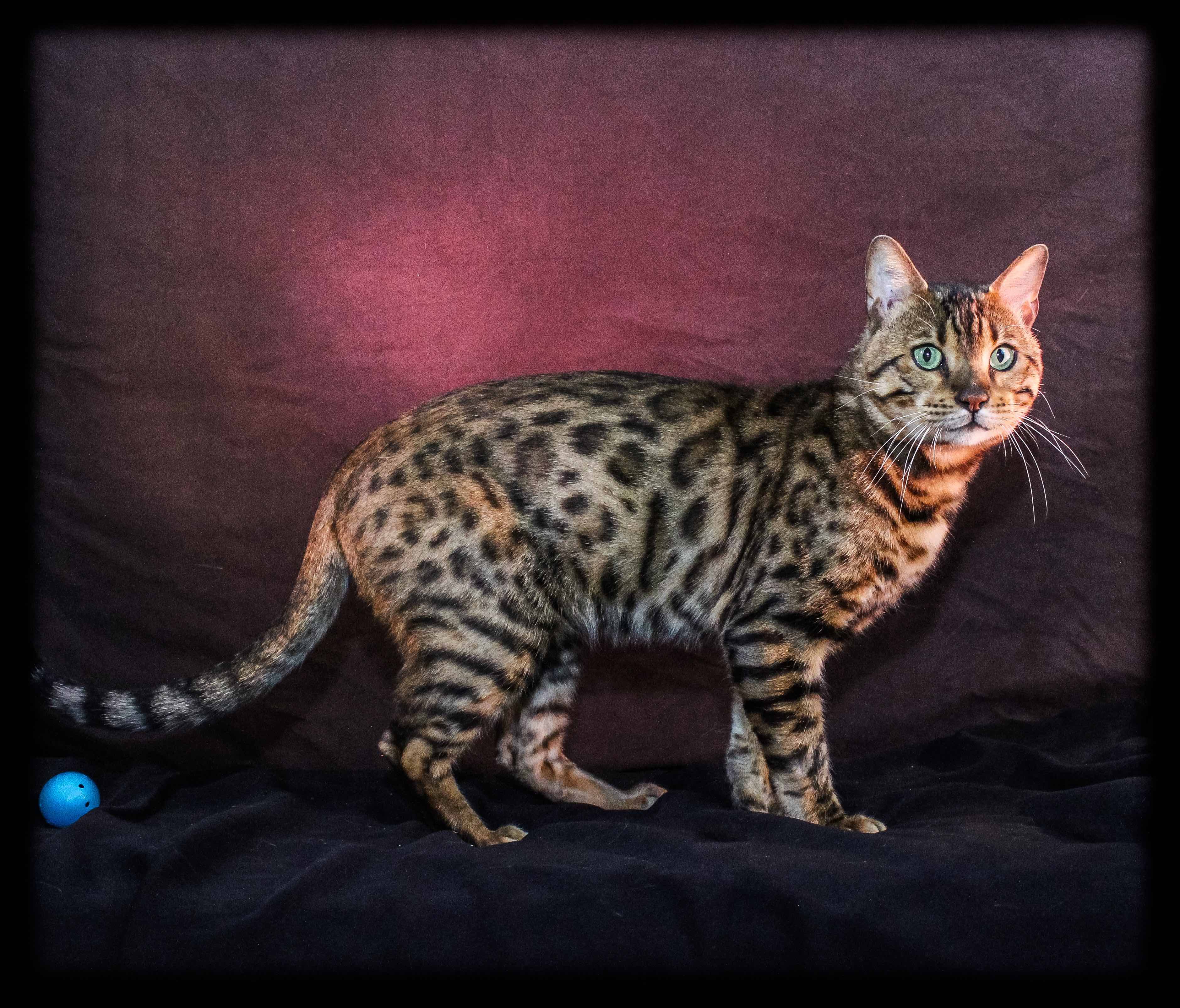 King Valentino