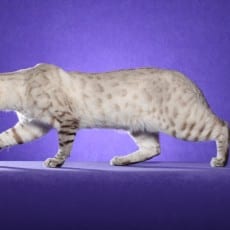 RW SGC Lunakatz Bodacious