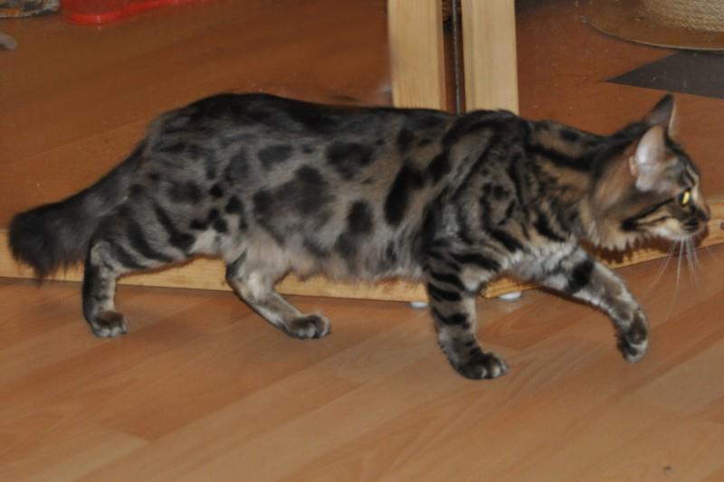 SilkyBengals Calypso