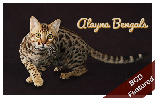 Alayna Bengals