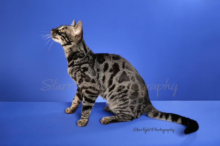 GRC. ChaoticCountry ShadowHunter of NW Bengalcats, Brown Charcoal Spotted