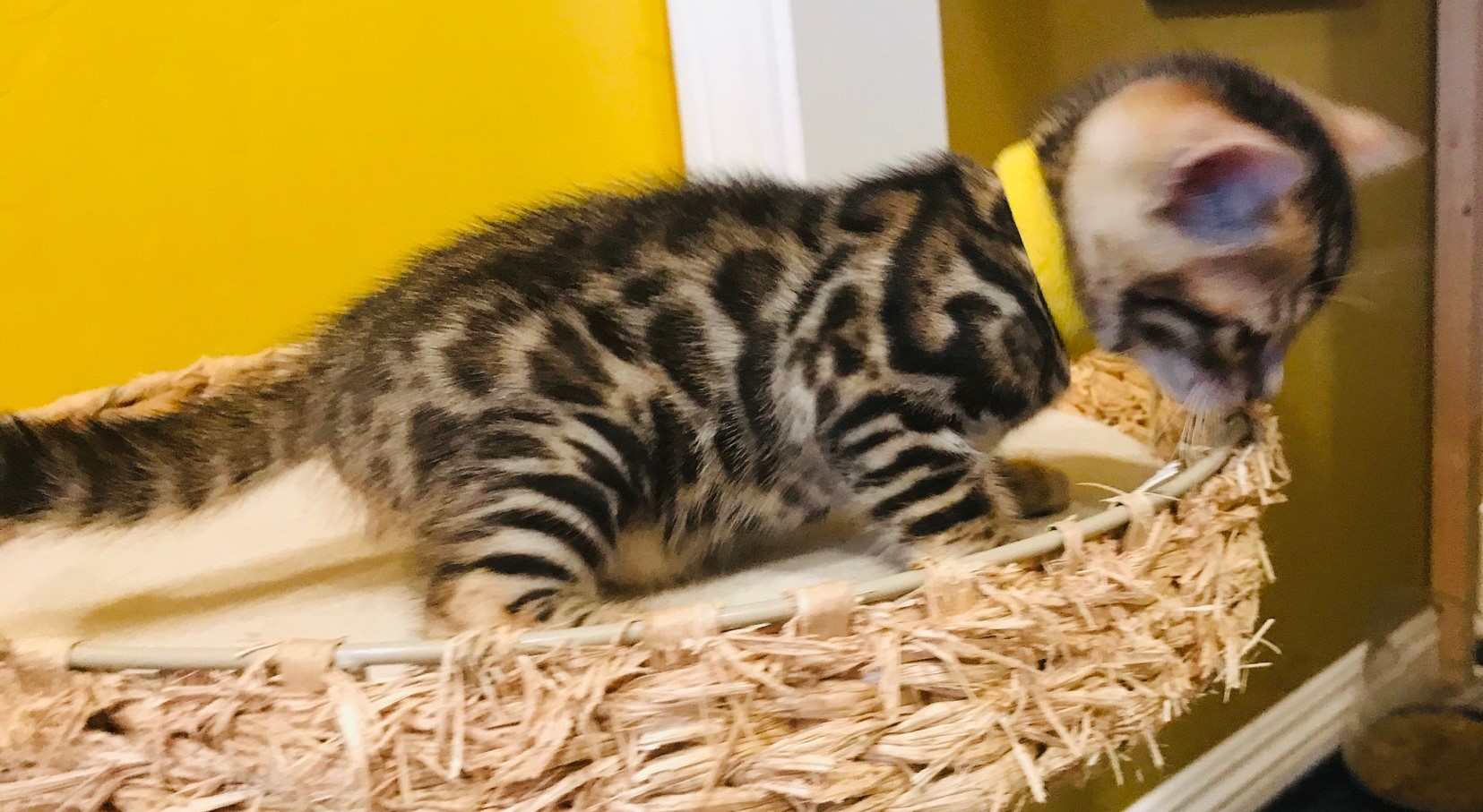 Adorable Bengal Kitten