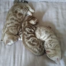 Sepia & Mink Snow kittens from a previous litter