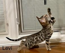 AVAILABLE KITTEN MALE BROWN