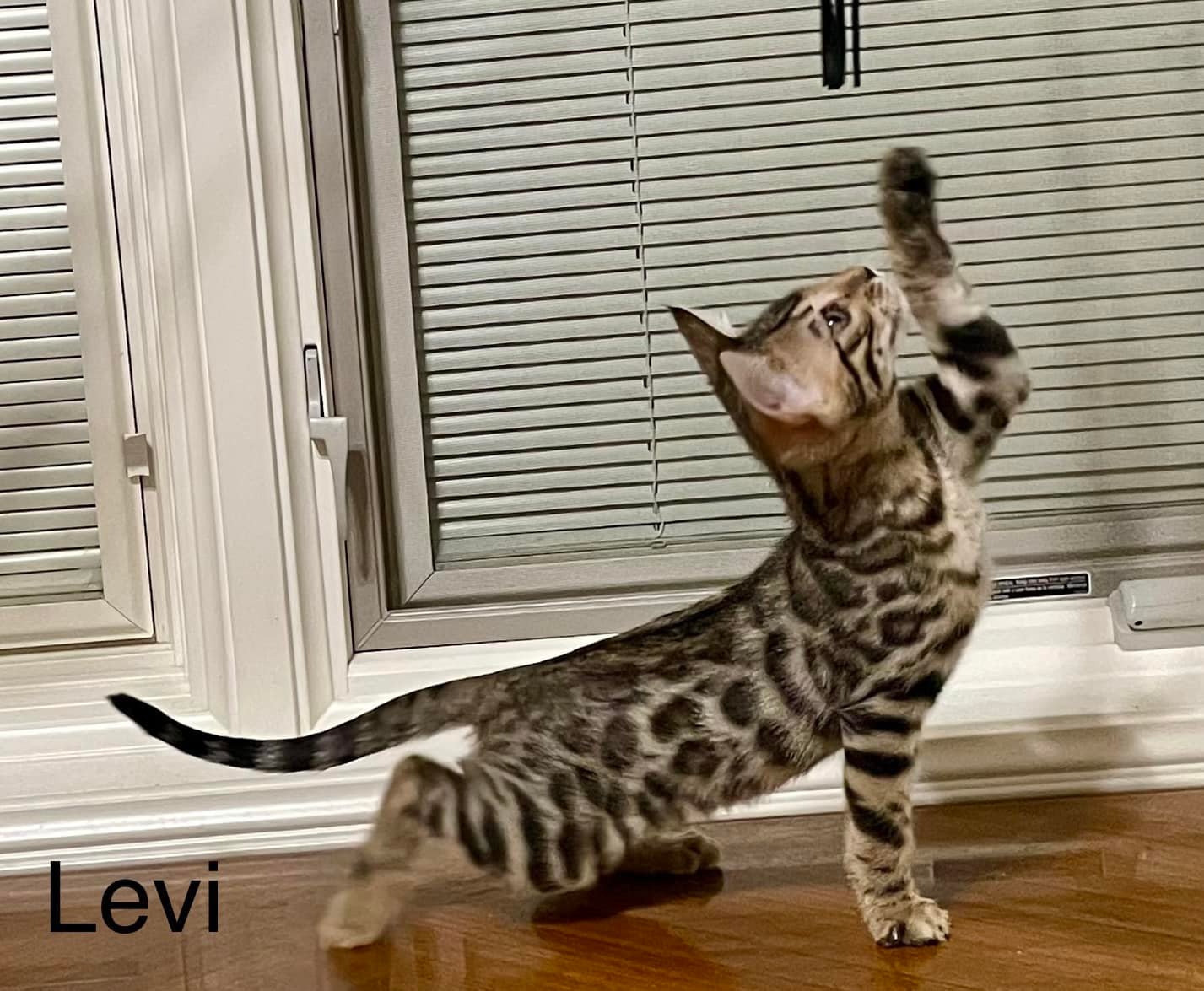 AVAILABLE KITTEN MALE BROWN