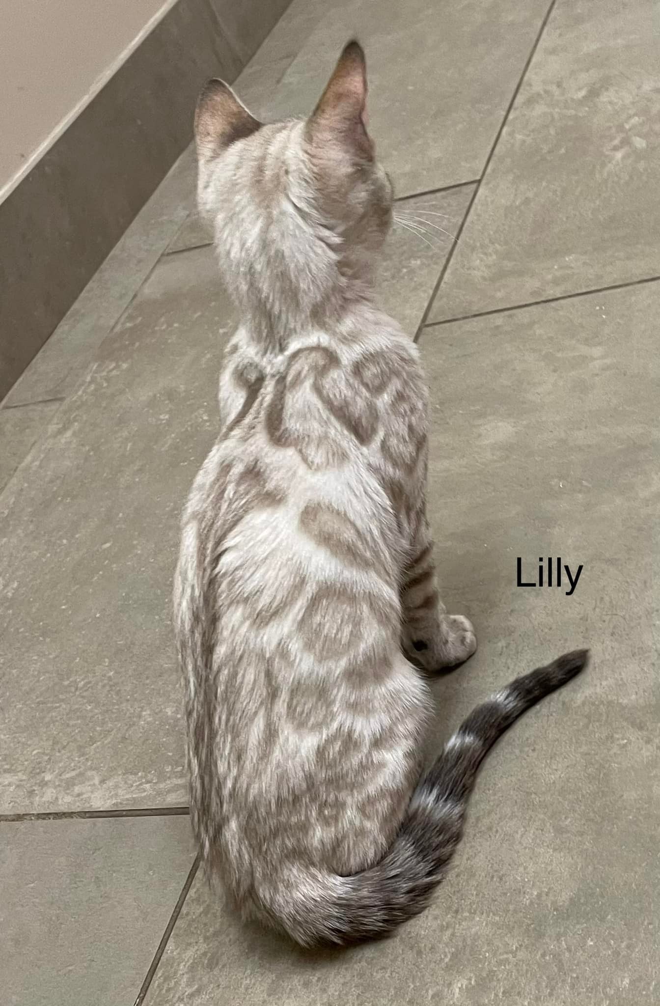 AVAILABLE KITTEN LILLY SNOW LYNX