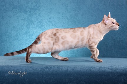 Seal Lynx Point "Snow" Spotted Bengal