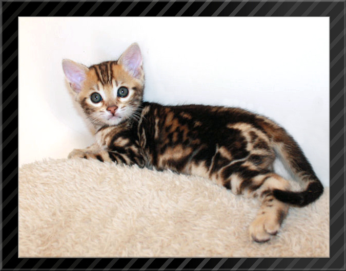 Brown marble Bengal kitten